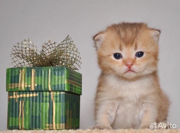 Клубные британские малыши