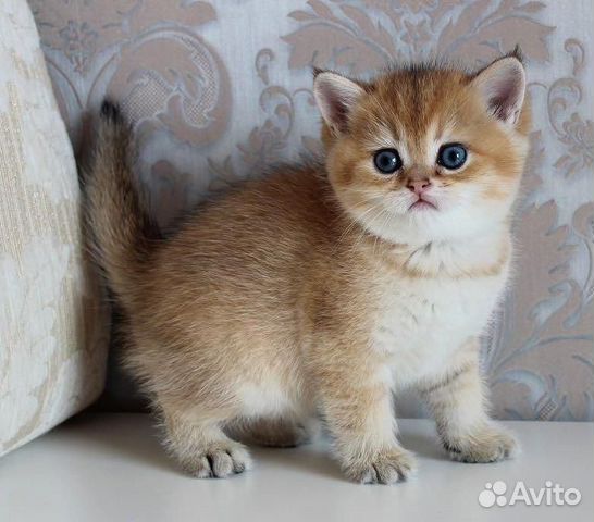 Клубные британцы