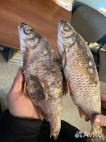 Рыба свежемороженая на корм животным