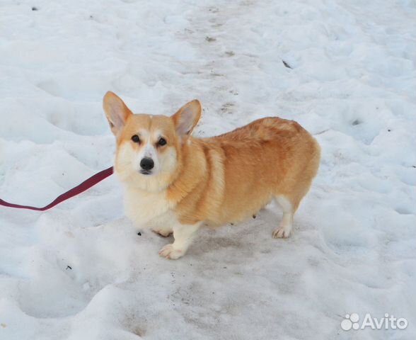 Взрослая девочка Вельш Корги Пемброк