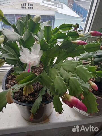 Укоренённые отростки декабриста продам