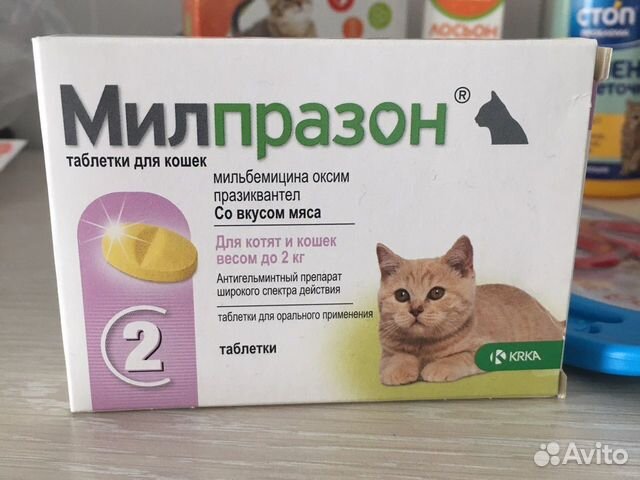 Отдам котенка в добрые руки