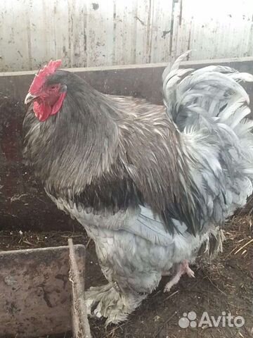 Инкубационное яйцо