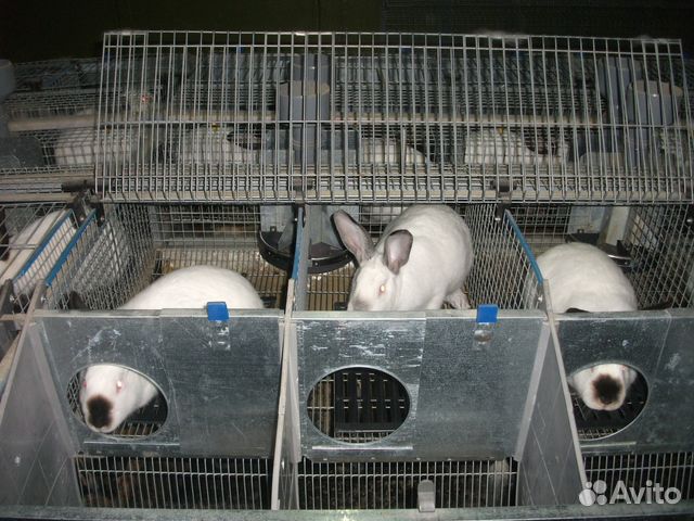 Кролики калифорнийские мясные скороспелые купить на Зозу.ру - фотография № 3