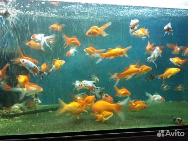 Большой выбор аквариумной рыбы купить на Зозу.ру - фотография № 3