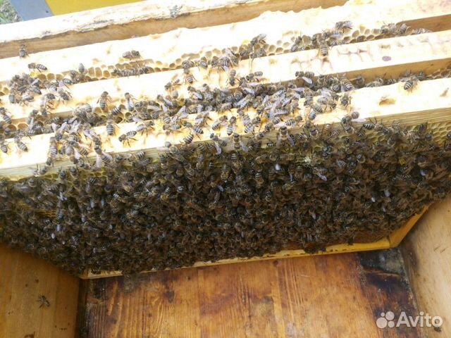 Пчелопакеты купить на Зозу.ру - фотография № 4