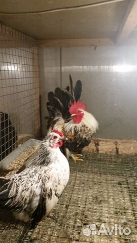 Японская Бентамка (Japanese bantam or Chabo)