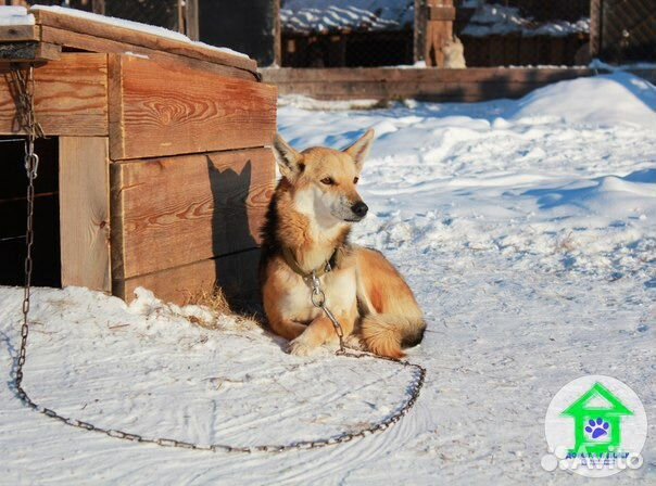 Очень преданная и любящая собака в дом, стерильна купить на Зозу.ру - фотография № 2