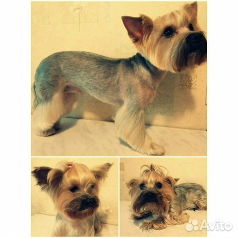 Стрижка собак и кошек