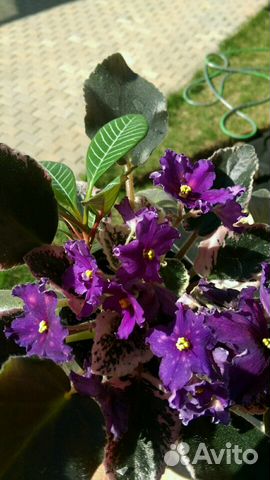 Сортовая фиалка Южная ночь