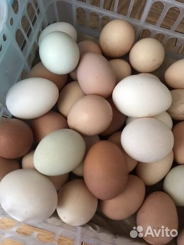 Индюки 8 месяцев) Инкубационные Яйца купить на Зозу.ру - фотография № 4