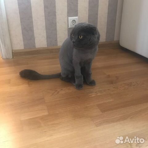 Стрижка собак и кошек