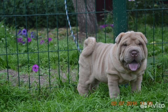 Шарпейчики