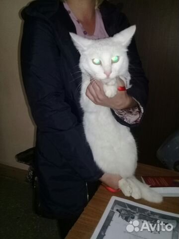 Молодой белый котик купить на Зозу.ру - фотография № 1