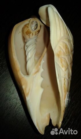 Коралл натуральный, раковина морская Коралл натуральный, раковина морская