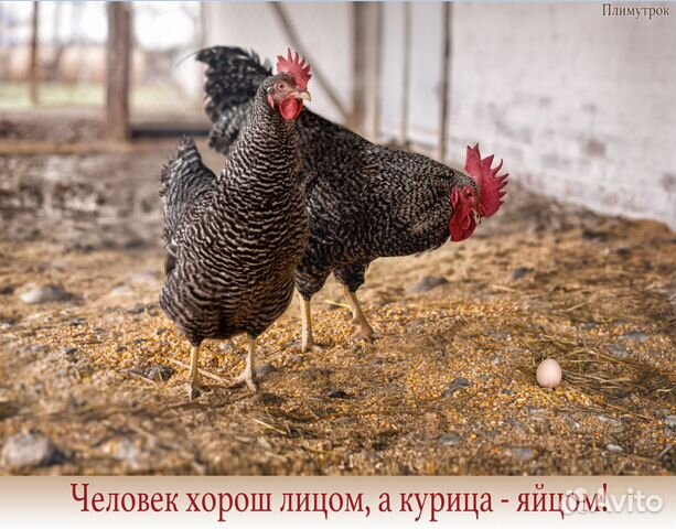 Яйцо инкубационное купить на Зозу.ру - фотография № 5