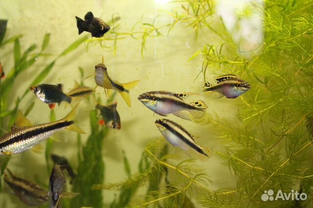 Пельвикахромисы (Pelvicachromis) - "попугайчики" купить на Зозу.ру - фотография № 6
