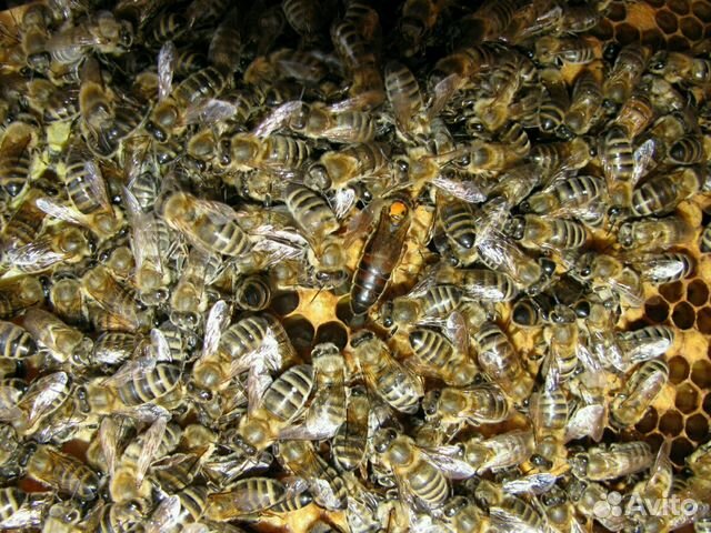 Пчелопакеты 2019 купить на Зозу.ру - фотография № 1