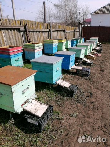 Пчелиная семья купить на Зозу.ру - фотография № 1