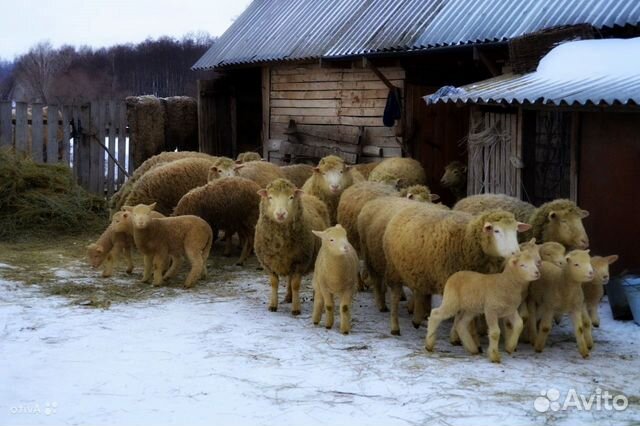 Овцы ягнята Куйбышевской породы