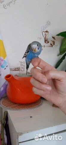 Продажа птенцов волнистых попугаев купить на Зозу.ру - фотография № 3