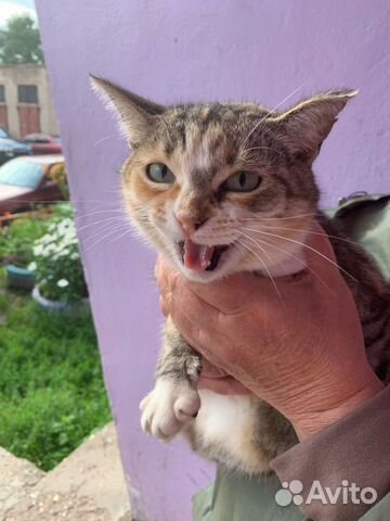 Бездомная Кошка ищет дом.Стерилизована купить на Зозу.ру - фотография № 2