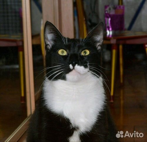 Кошка 2 года купить на Зозу.ру - фотография № 1