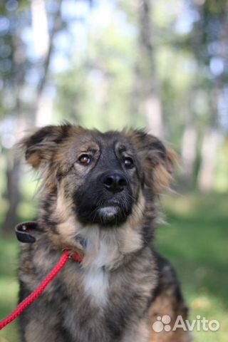 Уютная собака Шерри в добрые руки купить на Зозу.ру - фотография № 1