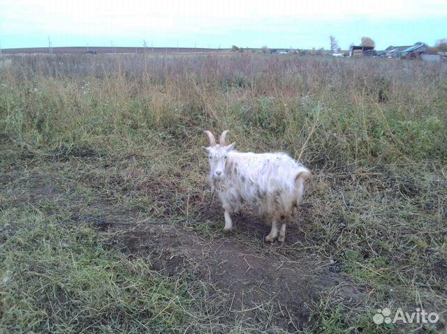 Дойная коза купить на Зозу.ру - фотография № 3