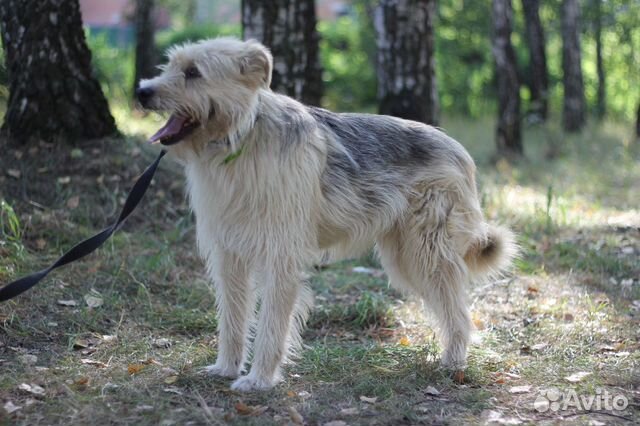 Преданная собака в дар. Иви ищет настоящий дом купить на Зозу.ру - фотография № 4