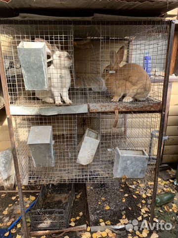 Клетки для кроликов купить на Зозу.ру - фотография № 5