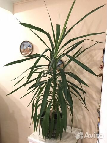 Юкка (комнатное растение цветок) Юкка (комнатное растение цветок)