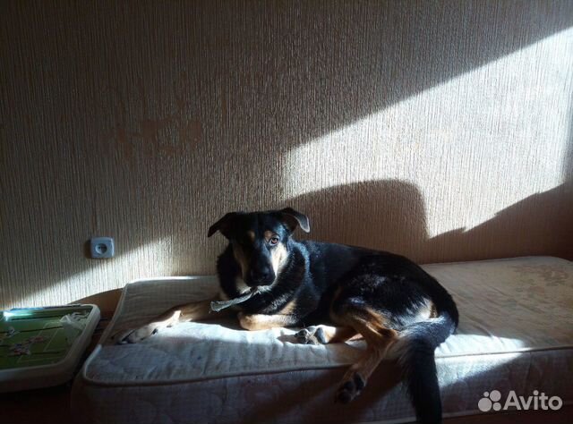 Собаку в частный дом купить на Зозу.ру - фотография № 1