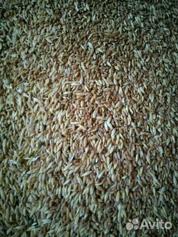 Продаю зерносмесь пшеница + ячмень купить на Зозу.ру - фотография № 1