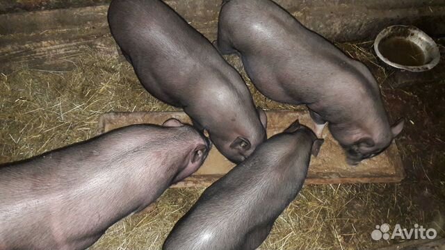 Вьетнамские свиньи купить на Зозу.ру - фотография № 4