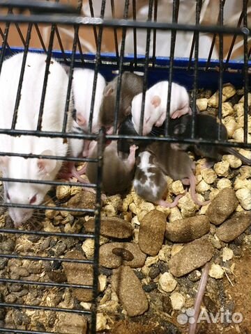 Продам египетских мышат купить на Зозу.ру - фотография № 1
