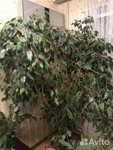 Бенджамина