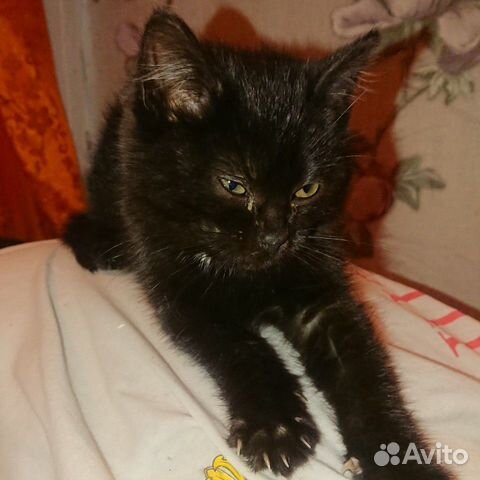 Котёнок 3,5 месяца купить на Зозу.ру - фотография № 1
