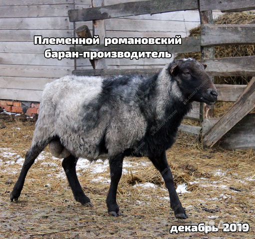Племенные овцы с документами купить на Зозу.ру - фотография № 5