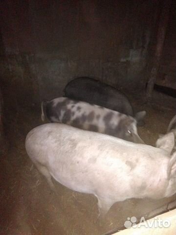 Свиньи от 100кг купить на Зозу.ру - фотография № 3