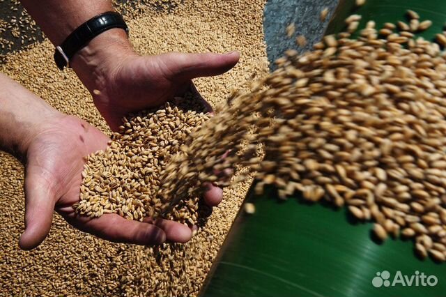 Зерно : ячмень, пшеница купить на Зозу.ру - фотография № 2