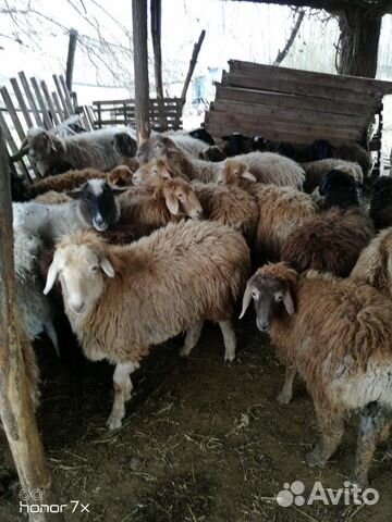 Овцы и бараны Гиссарской породы купить на Зозу.ру - фотография № 4