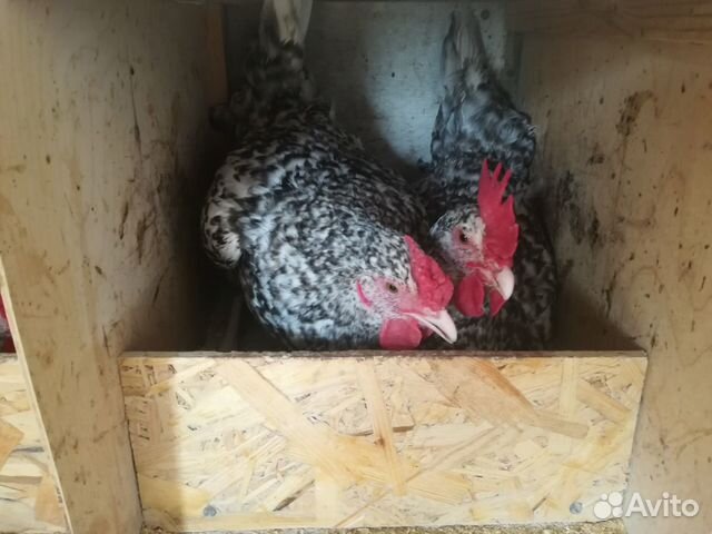 Инкубационное яйцо кур, цыплята купить на Зозу.ру - фотография № 2