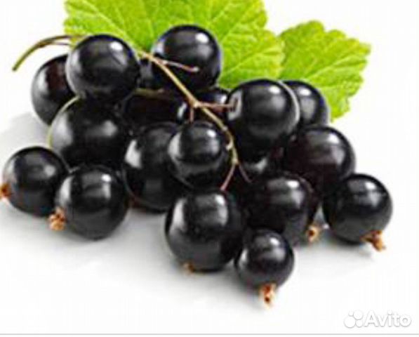 Черная смородина Черная смородина