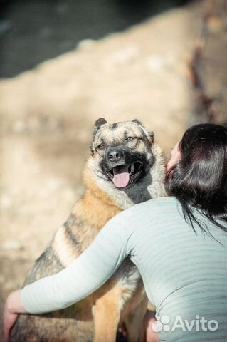 Собака Эмилия ищет дом,ей 3 года купить на Зозу.ру - фотография № 5