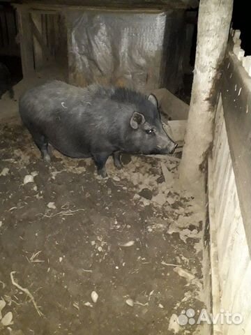 Вьетнамский вислобрюхий свинка,поросная купить на Зозу.ру - фотография № 3