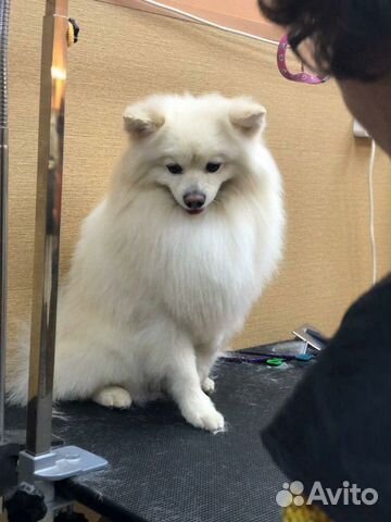 Стрижка собак и кошек