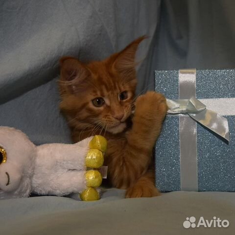 Мейн-кун котята купить на Зозу.ру - фотография № 8