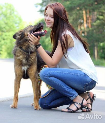 Нежный и ласковый пёс Филипп ищет дом купить на Зозу.ру - фотография № 6