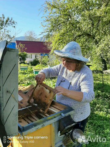 Плодные пчеломатки и пчелопакеты серой горной кавк купить на Зозу.ру - фотография № 10
